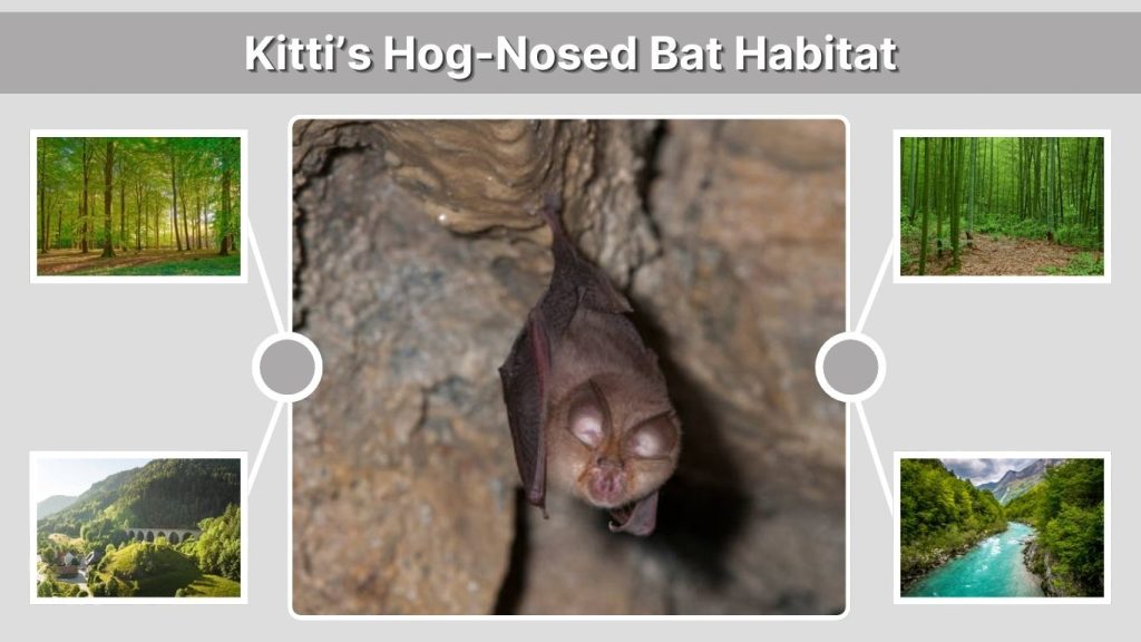 Kitti’s Hog-Nosed Bat Habitat