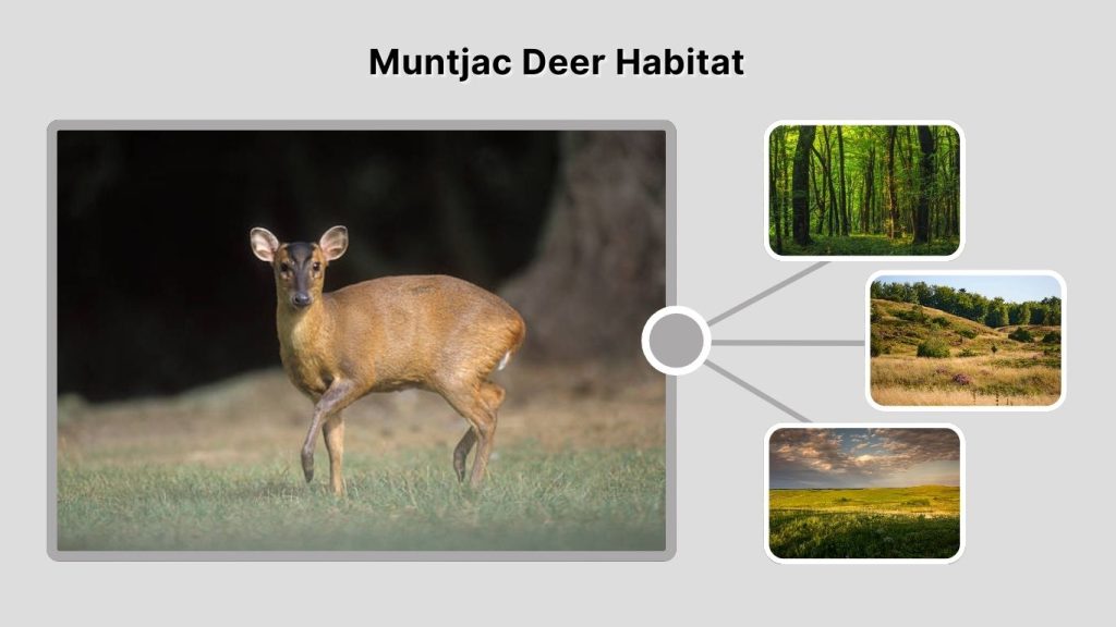 Muntjac Deer Habitat
