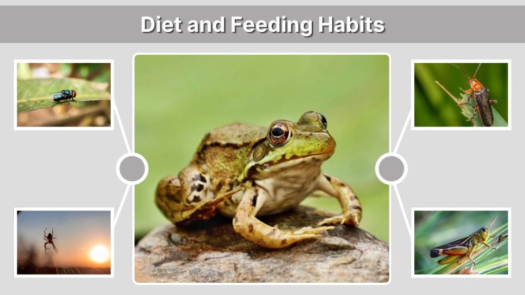 Diet and Feeding Habits