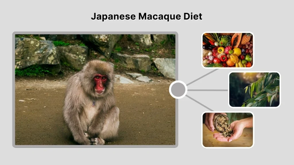 Japanese Macaque Diet