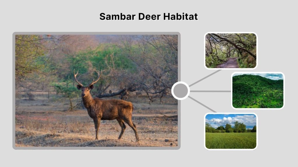 Sambar Deer Habitat