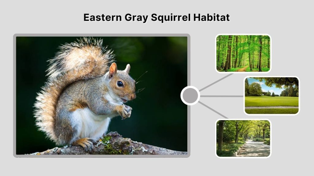 Eastern Gray Squirrel Habitat