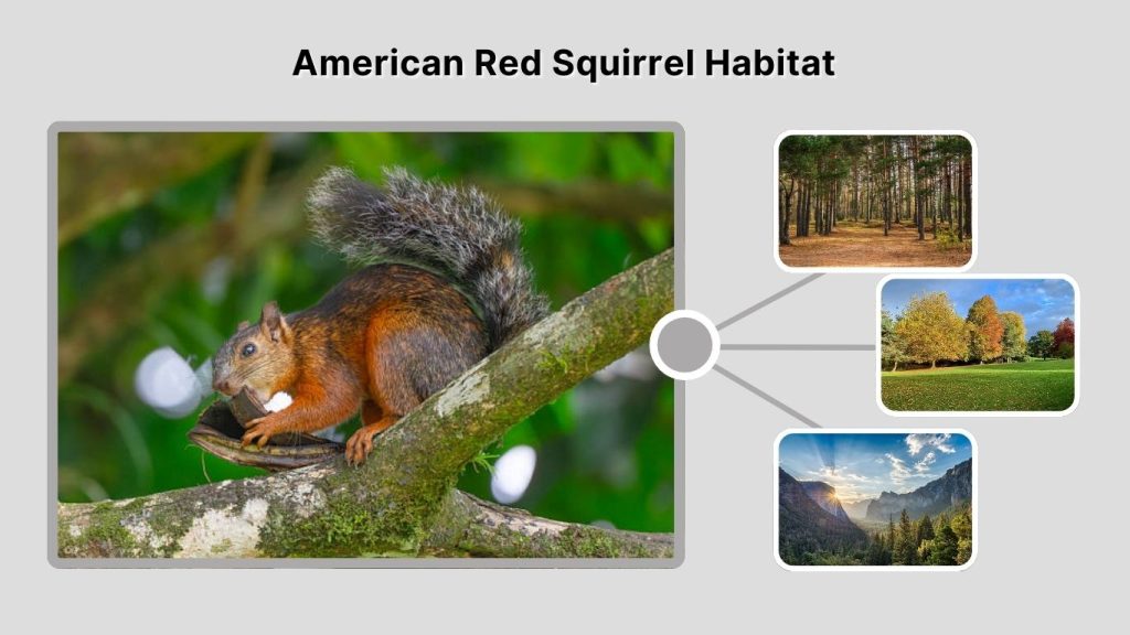 American Red Squirrel Habitat