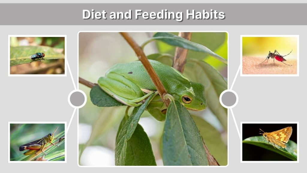 Diet and Feeding Habits