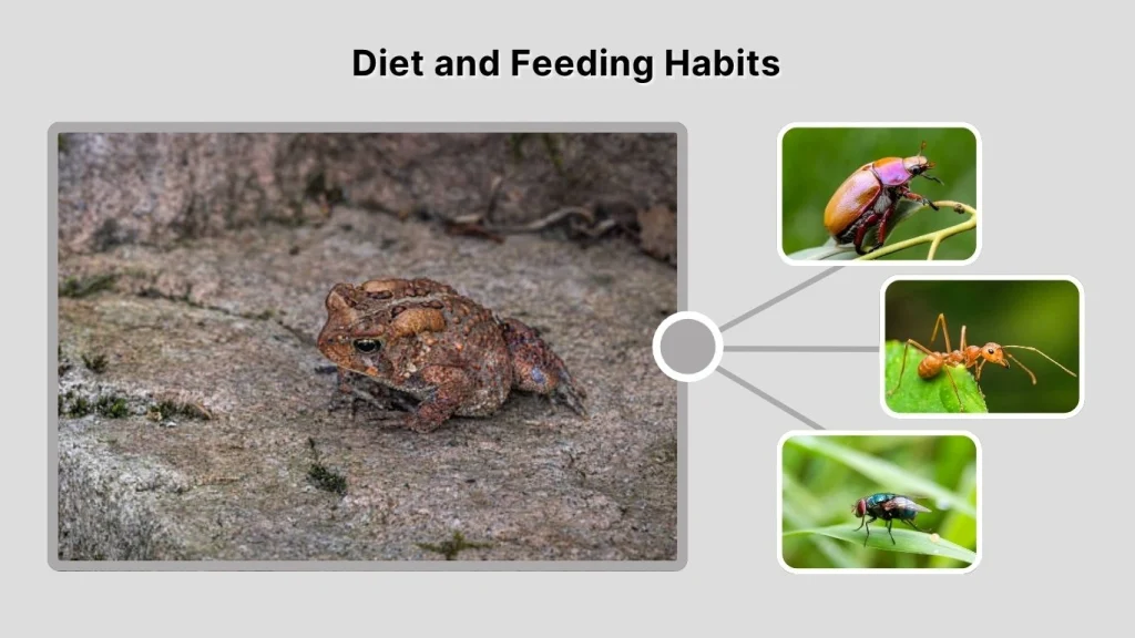 Diet and Feeding Habits