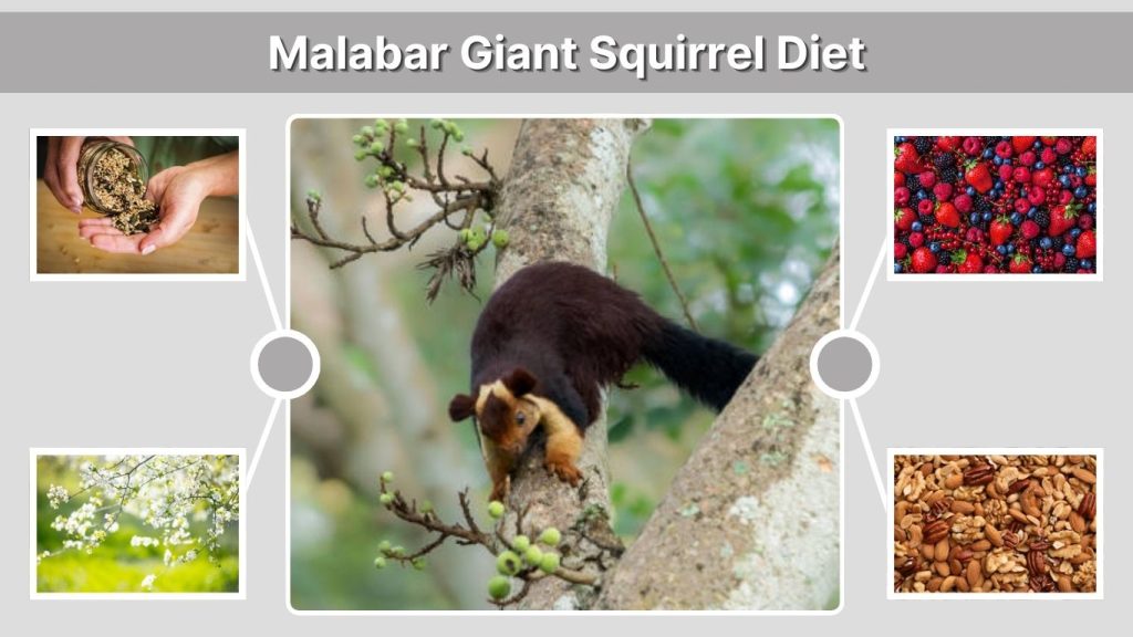 Malabar Giant Squirrel Diet