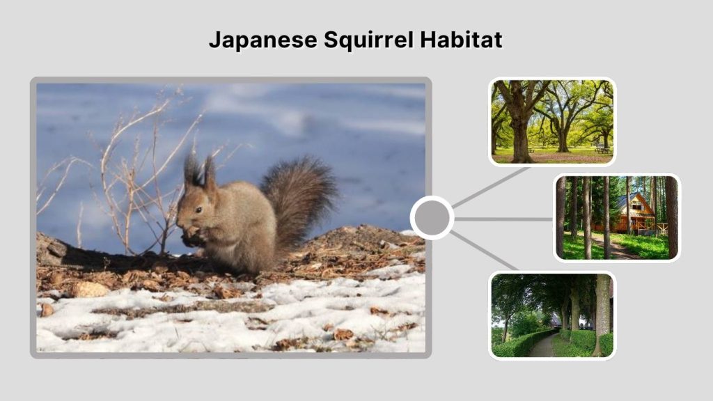 Japanese Squirrel Habitat
