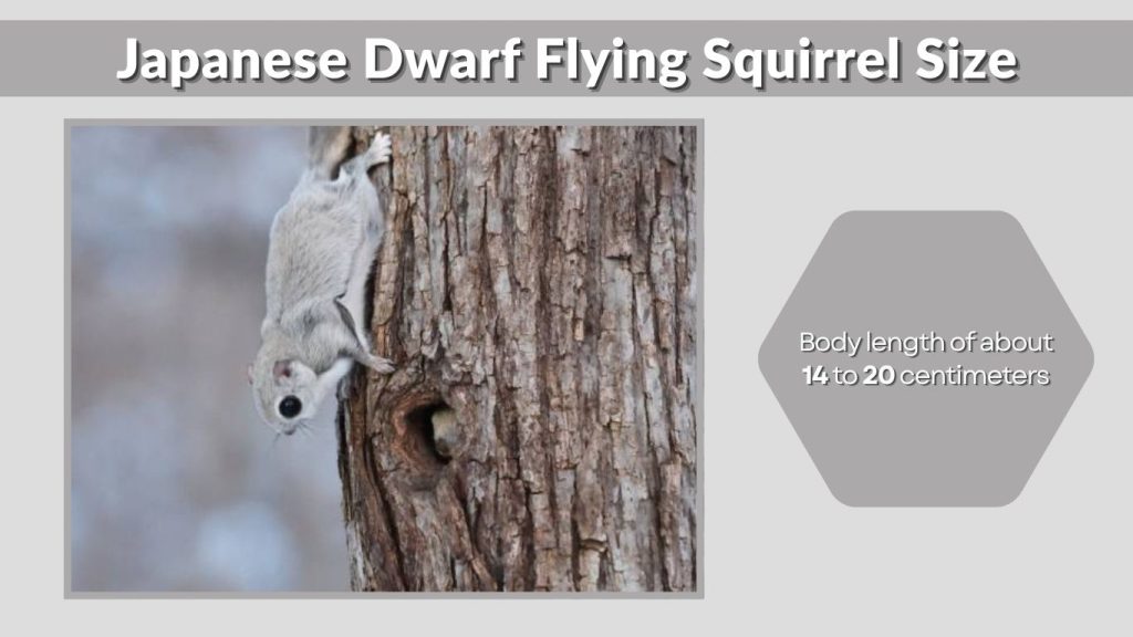 Japanese Dwarf Flying Squirrel Size