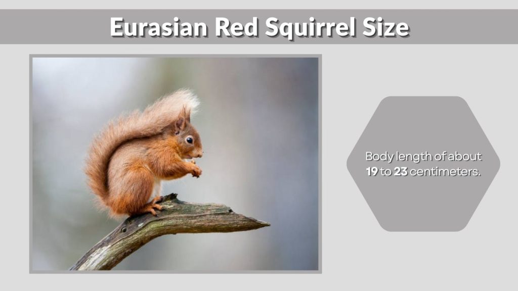 Eurasian Red Squirrel Size
