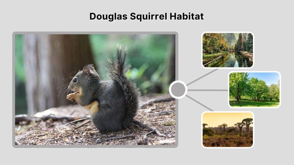 Douglas Squirrel Habitat