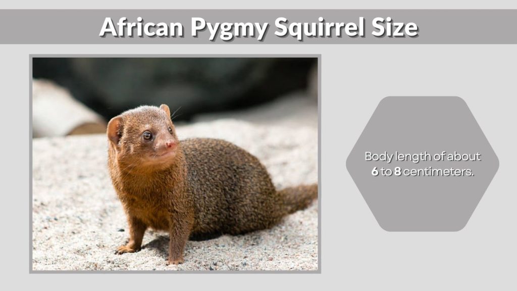 African Pygmy Squirrel Size