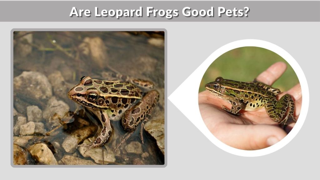Are Leopard Frogs Good Pets?