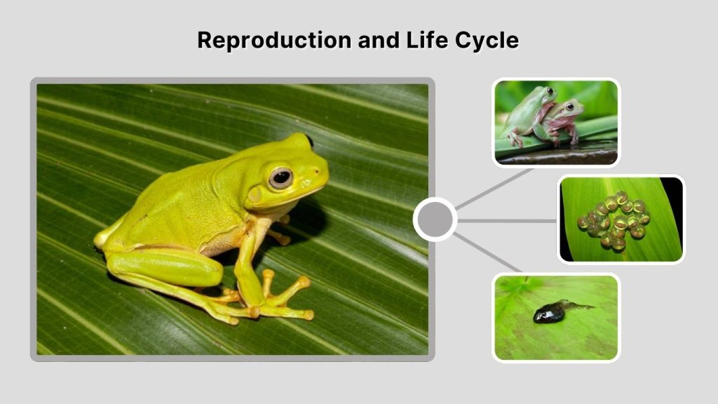 Reproduction and Life Cycle