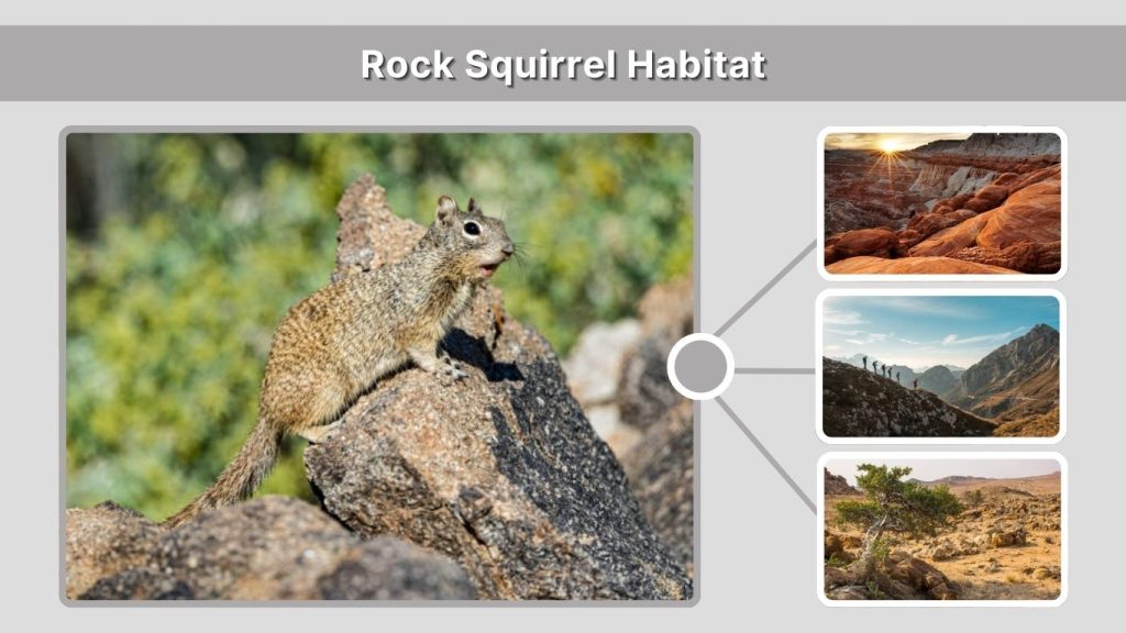 Rock Squirrel Habitat