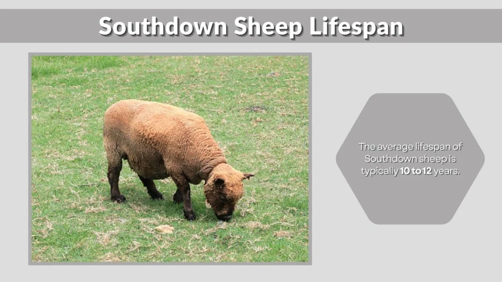 Southdown Sheep Lifespan