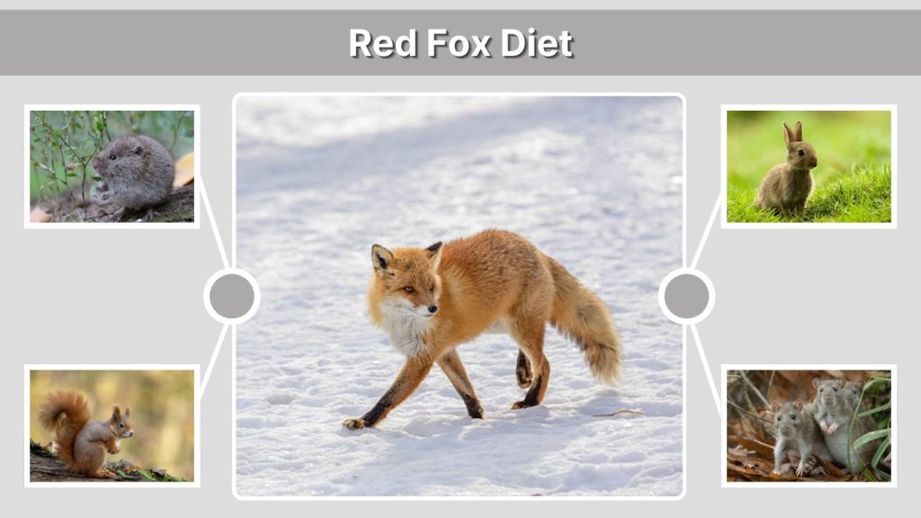 Red Fox Diet