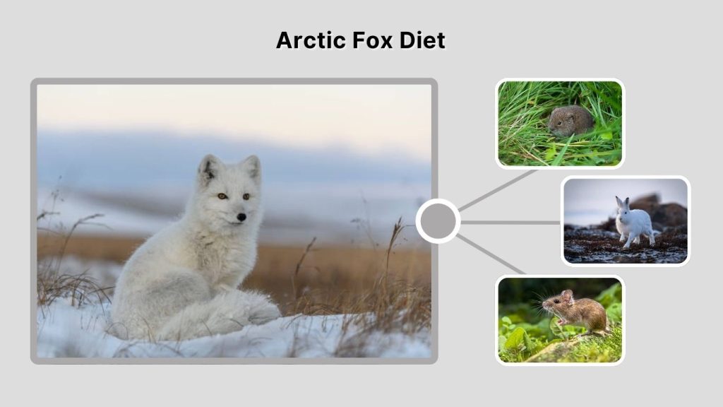 Arctic Fox Diet