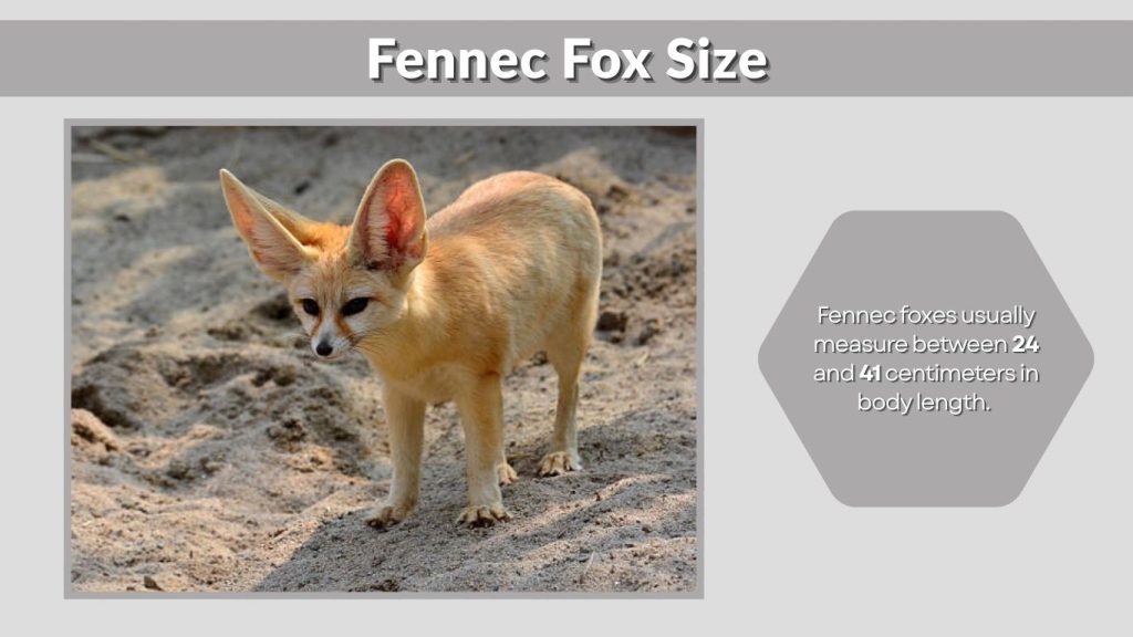 Fennec Fox Size