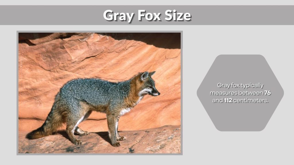 Gray Fox Size