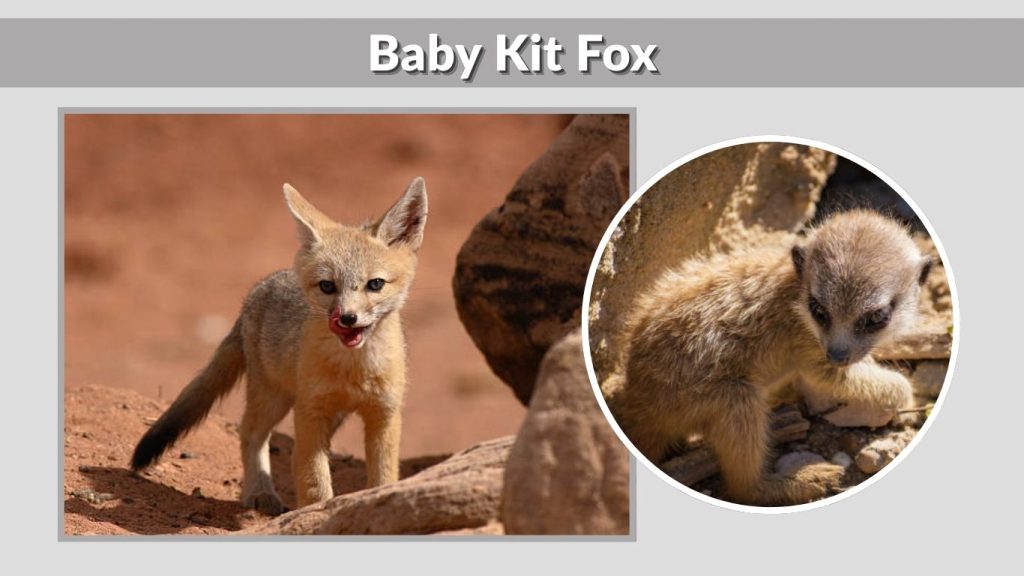 Baby Kit Fox