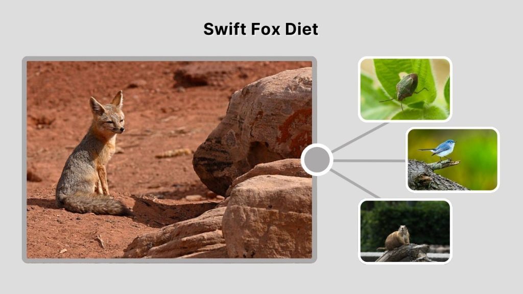 Swift Fox Diet