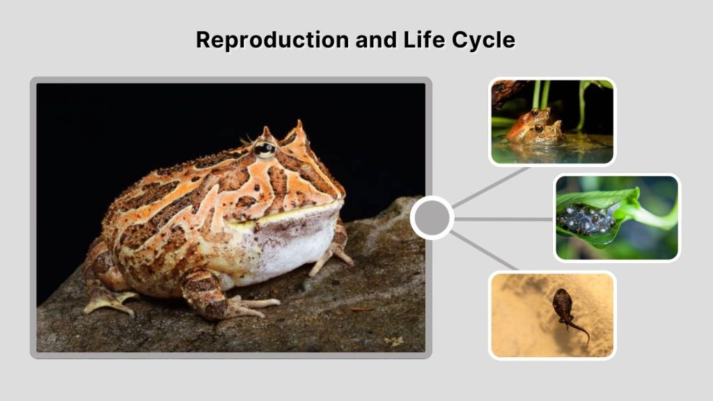 Reproduction and Life Cycle