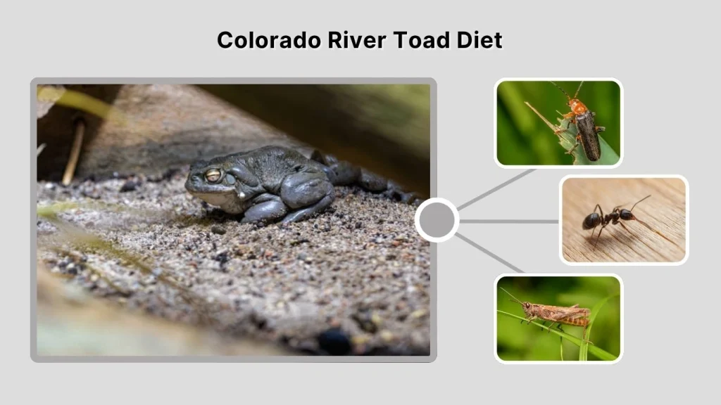 Colorado River Toad Diet