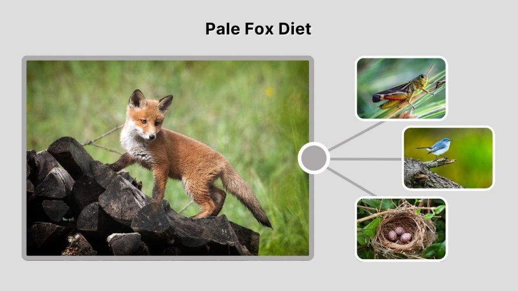Pale Fox Diet