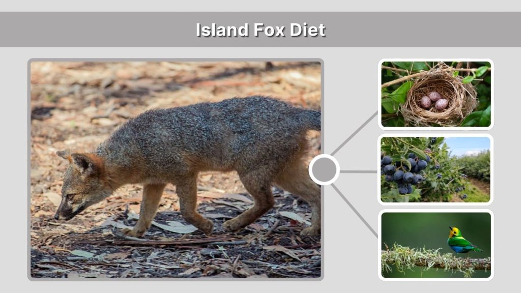 Island Fox Diet