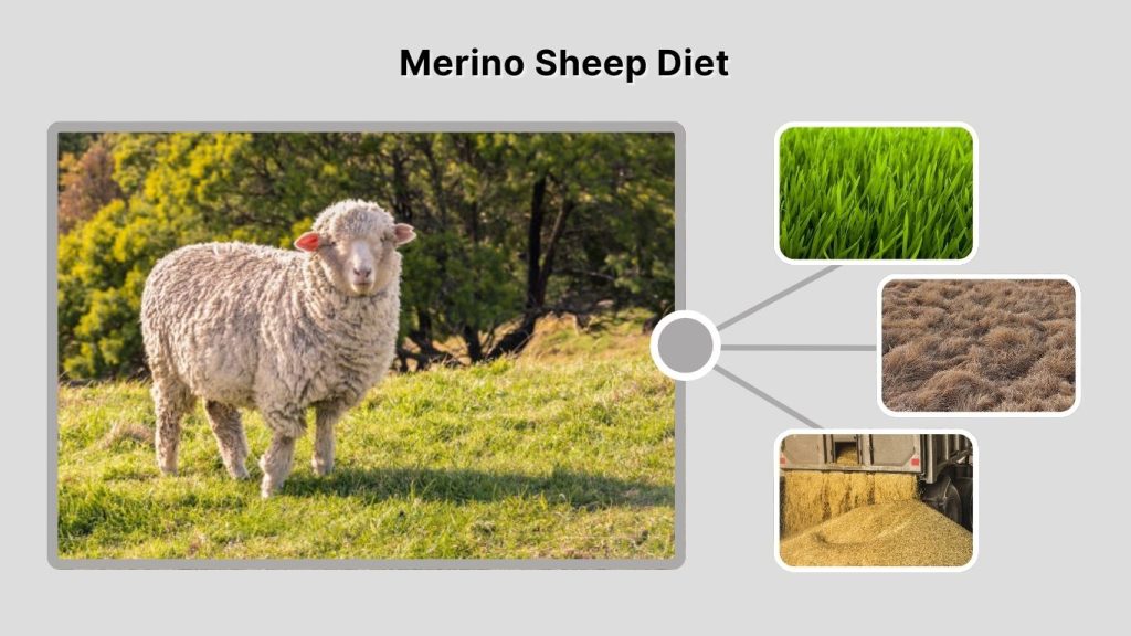 Merino Sheep Diet