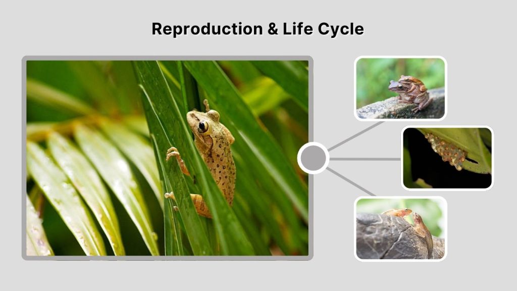 Reproduction & Life Cycle