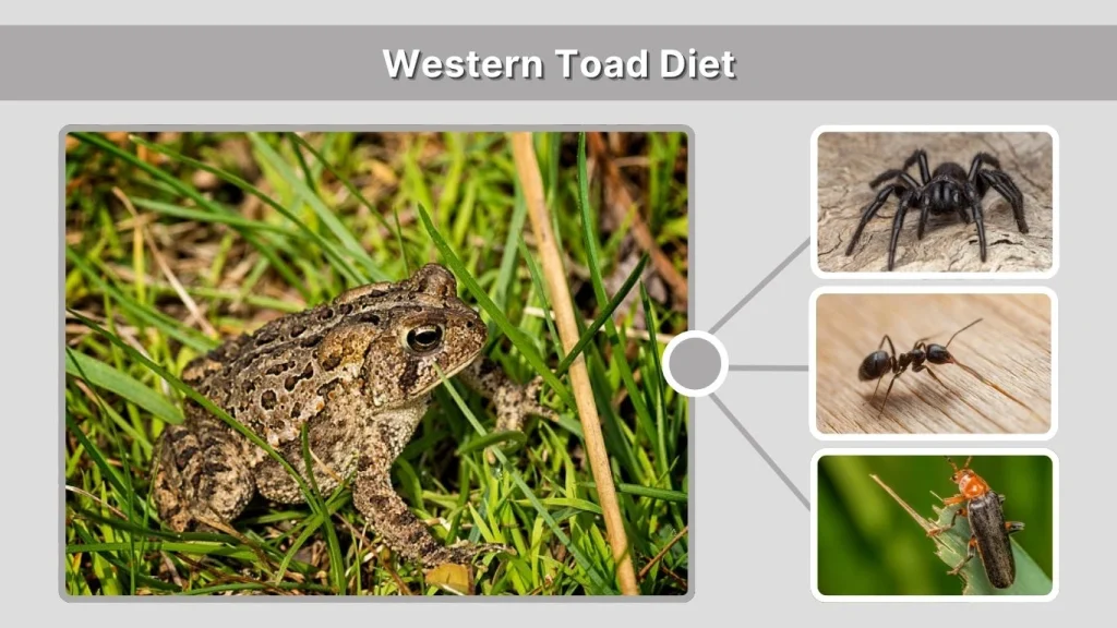 Western Toad Diet