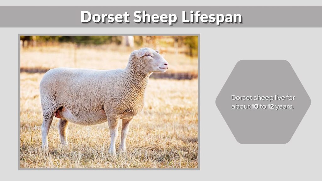 Dorset Sheep Lifespan
