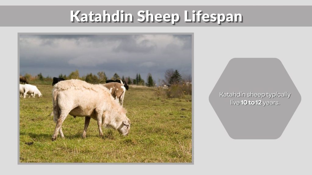 Katahdin Sheep Lifespan