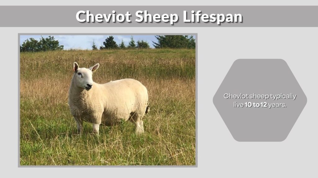 Cheviot Sheep Lifespan