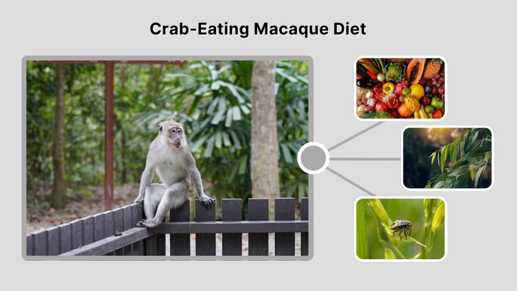Crab-Eating Macaque Diet