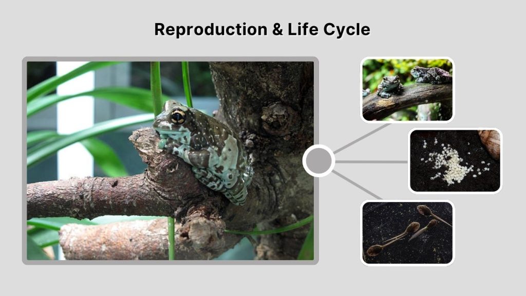 Reproduction & Life Cycle
