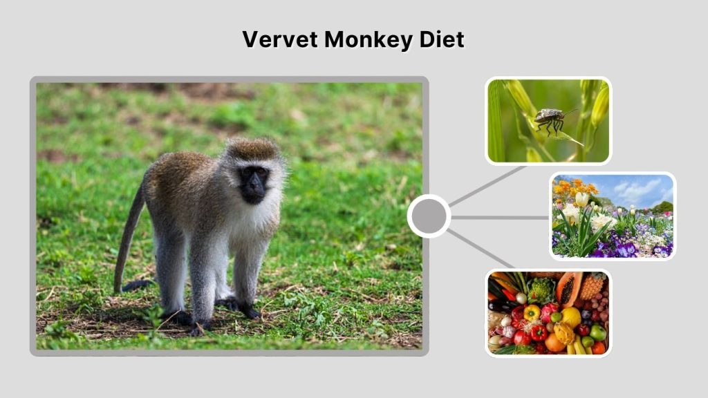 Vervet Monkey Diet