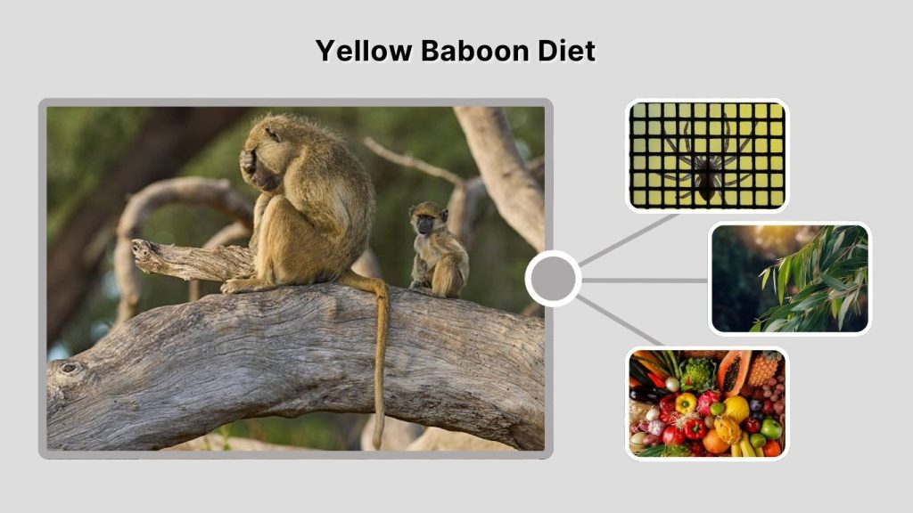 Yellow Baboon Diet