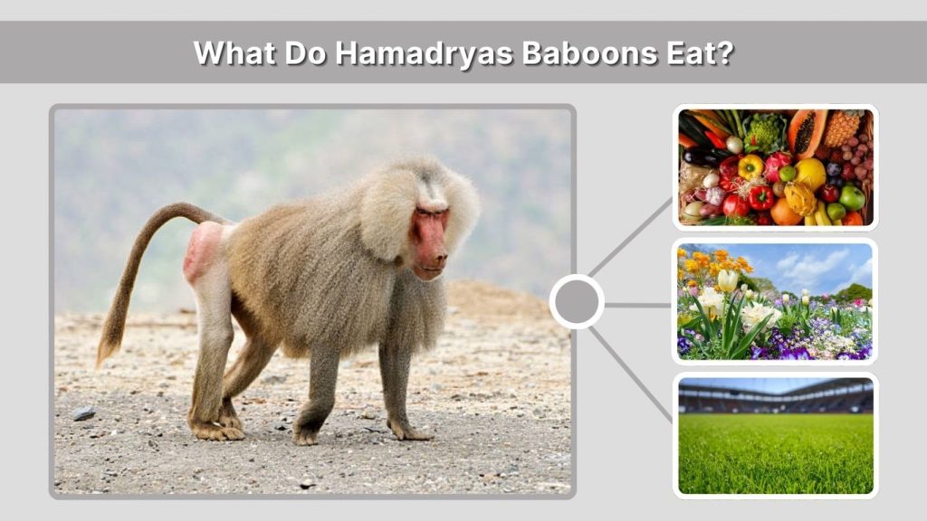 What Do Hamadryas Baboons Eat?