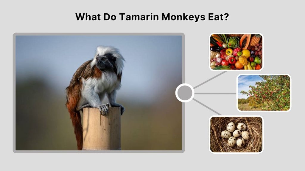 What Do Tamarin Monkeys Eat?