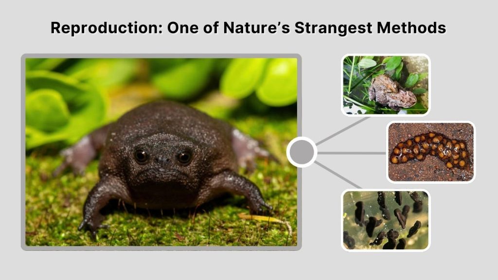 Reproduction: One of Nature’s Strangest Methods