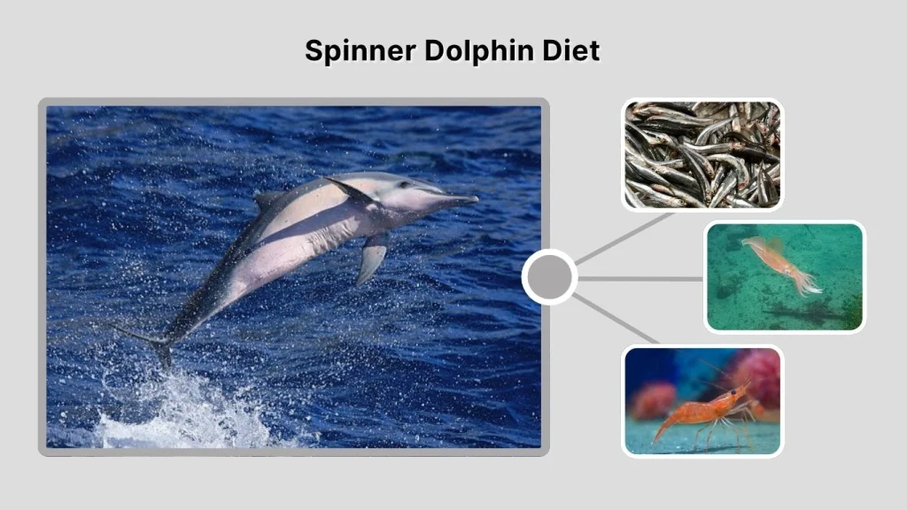 Spinner Dolphin Diet