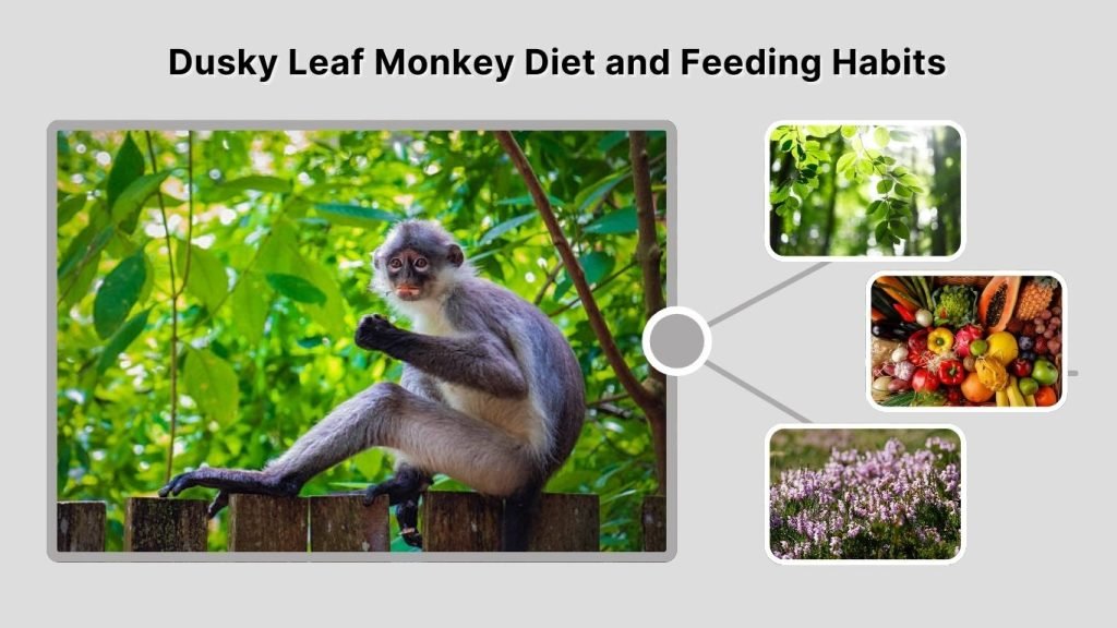 Dusky Leaf Monkey Diet and Feeding Habits