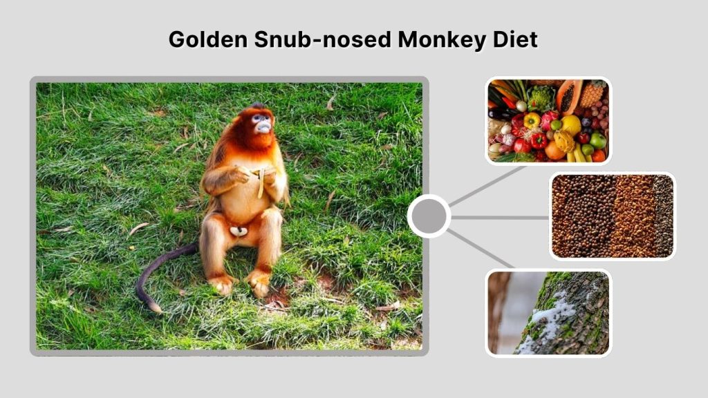 Golden Snub-nosed Monkey Diet