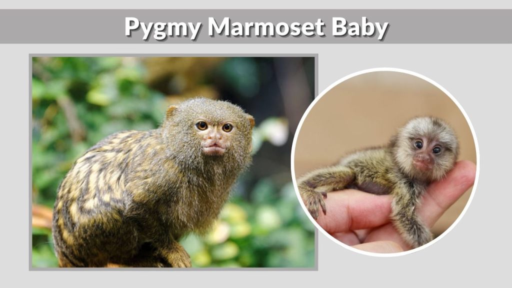 Pygmy Marmoset Baby