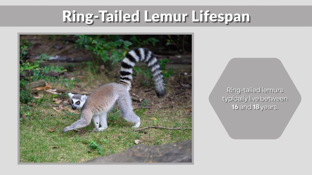 Ring-Tailed Lemur Lifespan