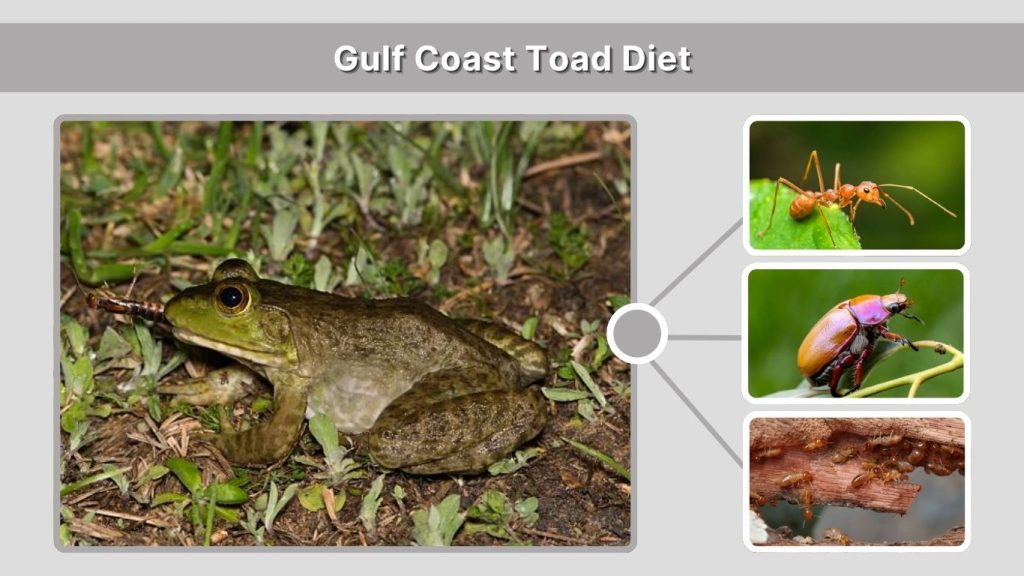 Gulf Coast Toad Diet