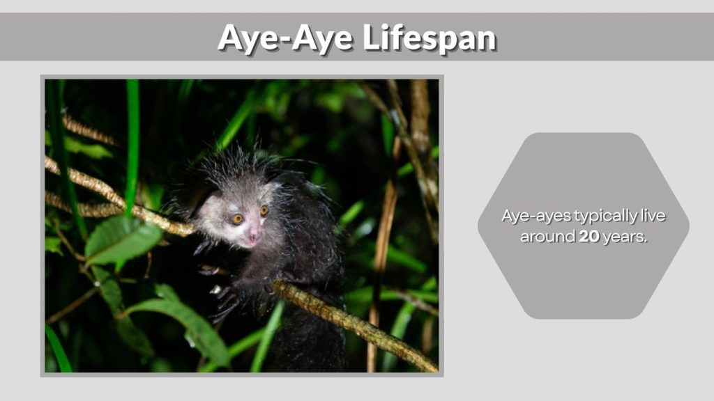 Aye-Aye Lifespan
