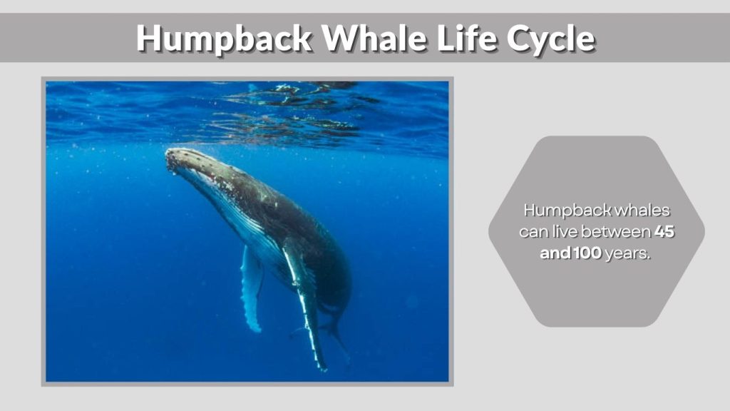 Humpback Whale Life Cycle
